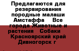 Предлагаются для резервирования породные малаши Амстаффа  - Все города Животные и растения » Собаки   . Красноярский край,Дивногорск г.